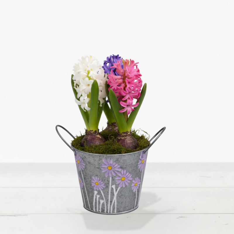 Mixed Hyacinth bulbs in zinc pot - Next Day Plant Gift Delivery UK - Blossoming Gifts