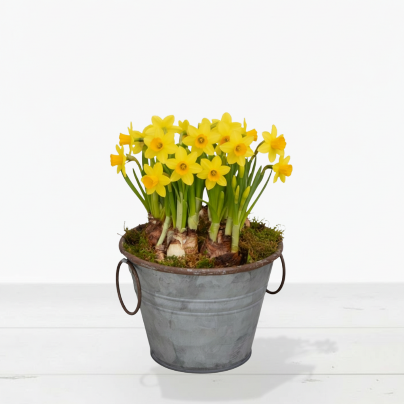 Narcissus in Rustic pot - Next Day Plant Gift Delivery UK - Blossoming Gifts