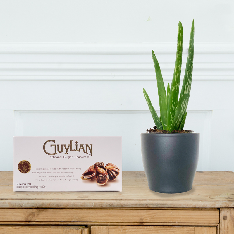 Aloe Vera Plant & Guylian Chocolates | Next Day Plant Delivery Nationwide | Blossoming Gifts
