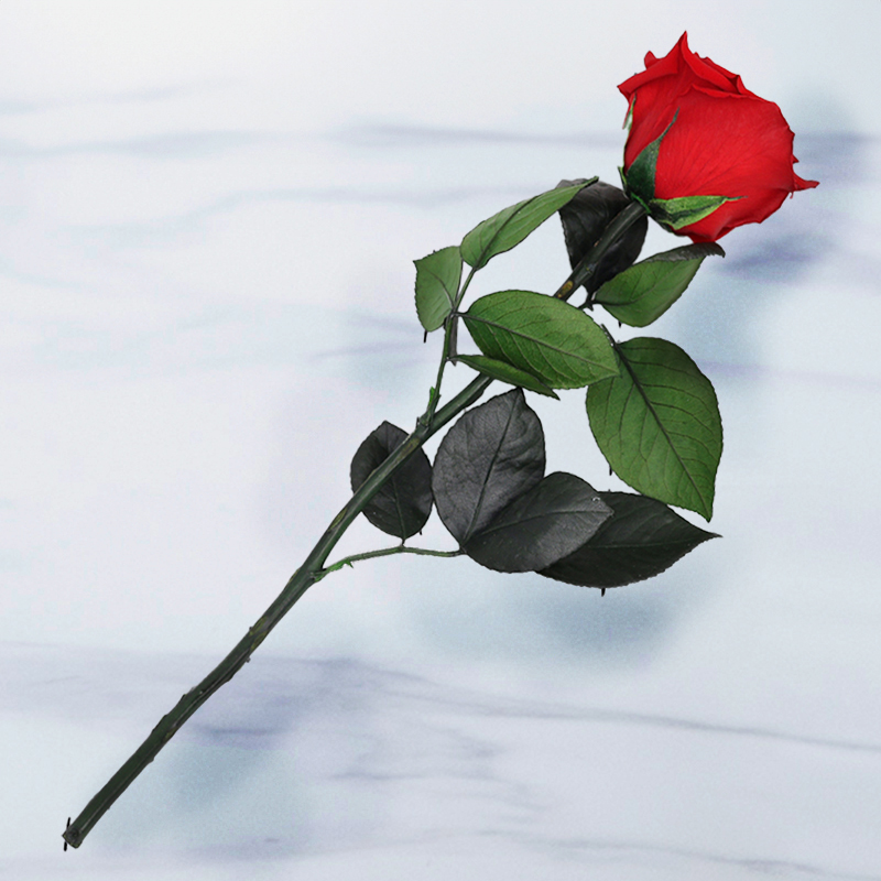 Preserved Rose | Preserved Single Red Rose in Gift Box | Lasts up to a Year | Romantic Flowers | Next Day Flower Delivery - Blossoming Gifts