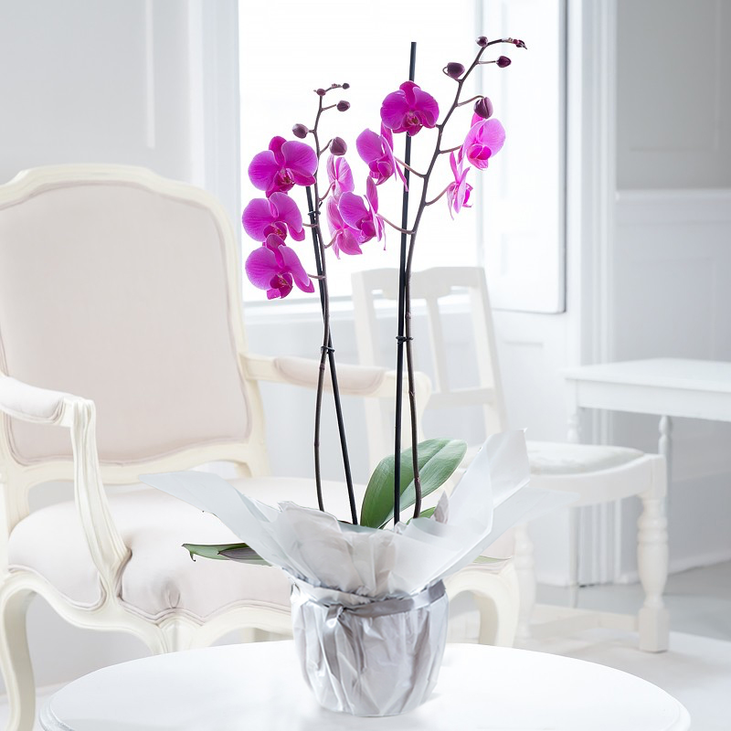 Double Stem Pink Orchid in Pot | House Plant | 55cm Pink Phalaenopsis Orchid | Orchid Plants | Next Day Plant Delivery | Blossoming Gifts
