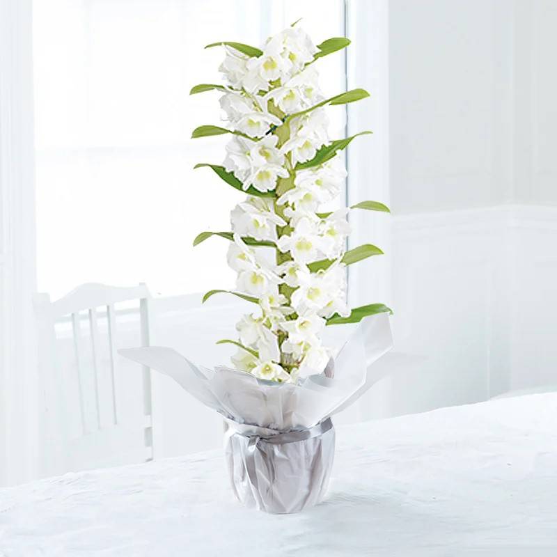 White Scented Dendrobium Orchid In Pot | House Plant | Potted 50cm Orchid Plant | Plants | Next Day Delivery UK | Blossoming Gifts