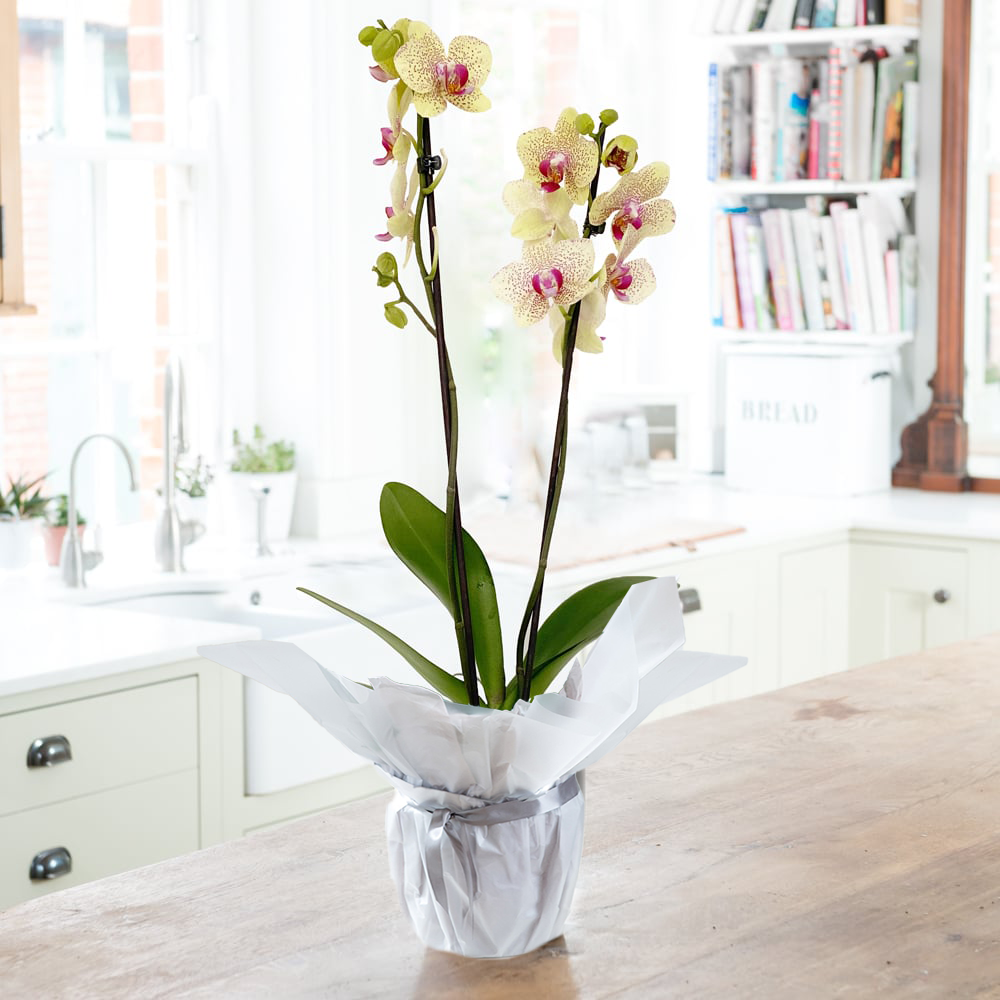 Gift Wrapped Florida Sunset Orchid - Yellow - Next Day Plant Gift Delivery UK - Blossoming Gifts