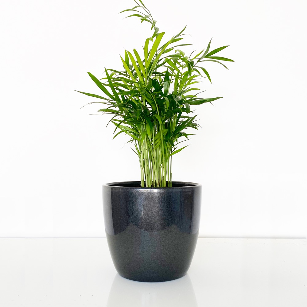 Parlour Palm | Chamaedorea Elegans | Potted Indoor Palm Plant | Air Purifying Plant | Next Day House Plant Delivery - Blossoming Gifts