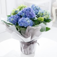 Gift Wrapped Blue Hydrangea Plant Gift Wrapped Blue Hydrangea Plant