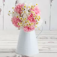 Candyfloss Carnations