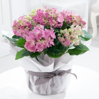 Gift Wrapped Pink Hydrangea Plant Gift Wrapped Pink Hydrangea Plant
