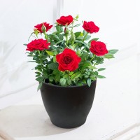 Red Rose Plant Red Rose Plant