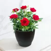 Red Rose Plant in a pot