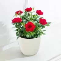 Red Rose Plant in a pot