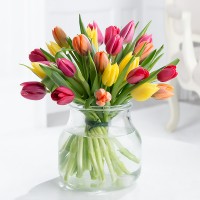 Vibrant Tulips Vibrant Tulips