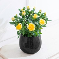 Yellow Rose Plant Yellow Rose Plant