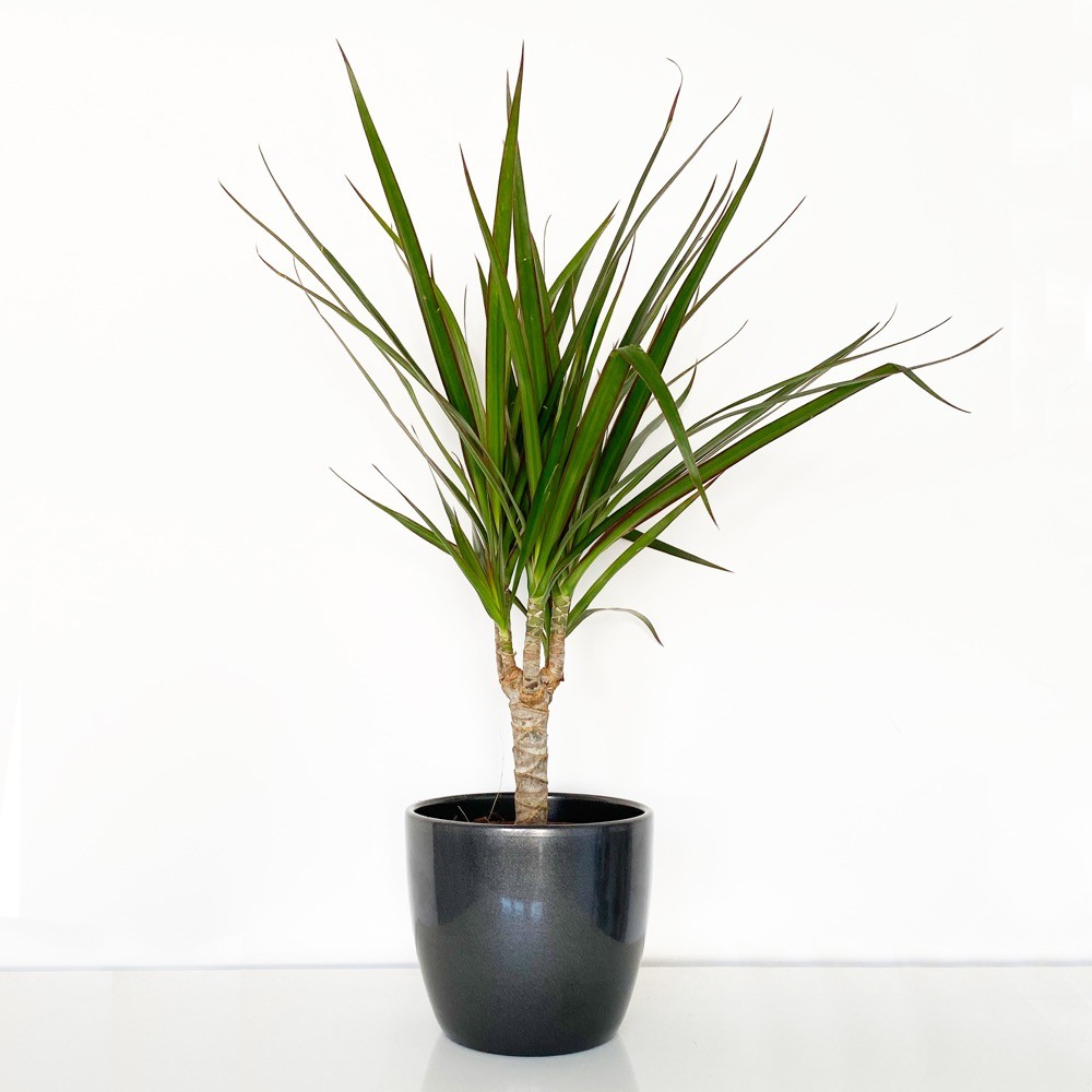 Dracaena marginata House Plant Plants