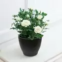 White Rose Plant in a Pot