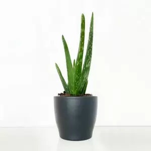 Aloe vera in Ceramic Pot