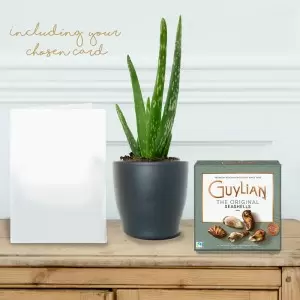 Aloe Vera Plant, Guylian Chocolates & Gift Card