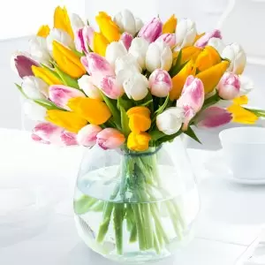 50 Springtime Tulips