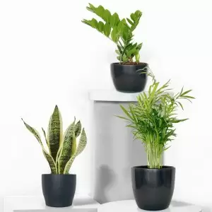 Easy Care Plant Trio with Pots