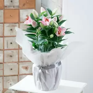 Gift Wrapped Lily Plant