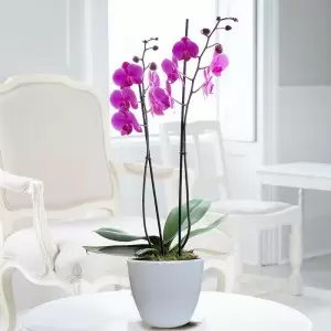 Pink Phalaenopsis Orchid in Pot
