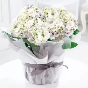 Gift Wrapped White Hydrangea Plant