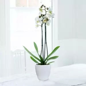 White Phalaenopsis Orchid in Pot