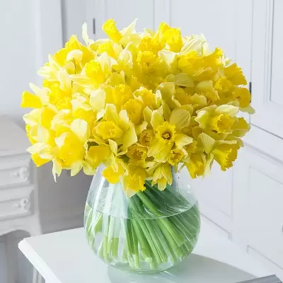 100 Best Lincolnshire Daffodils