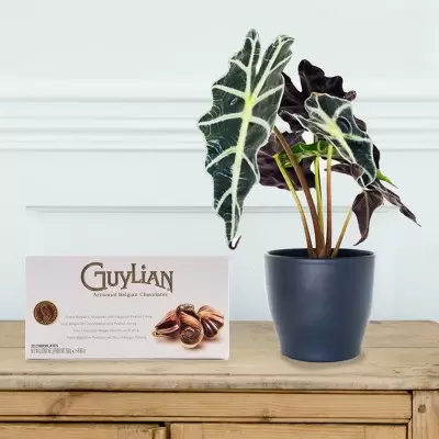 Alocasia Elephant Ear Plant in Pot & Guylian Chocolates