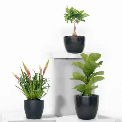 Architectural Plant Trio with Pots