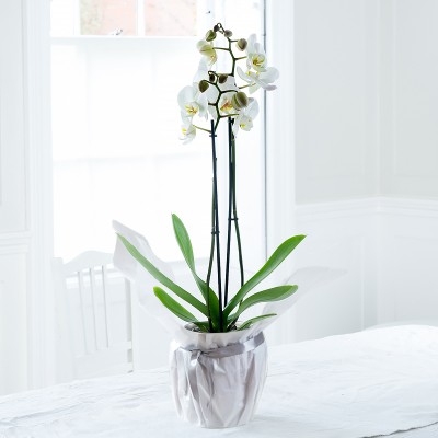 Orchids Orchid Flowers Bouquets Blossoming Gifts