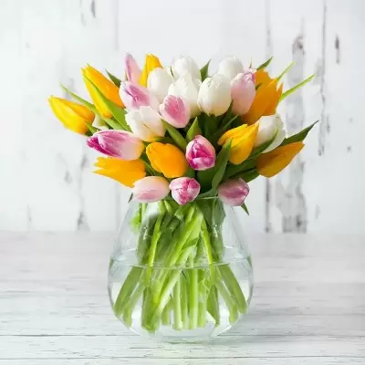 25 Springtime Tulips