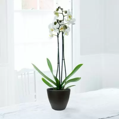 Double Stem White Phalaenopsis Orchid