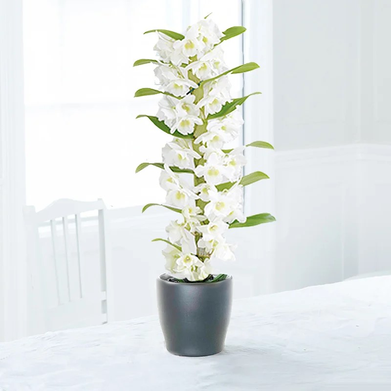 White Scented Dendrobium Orchid In Pot | House Plant | Potted 50cm Orchid Plant | Plants | Next Day Delivery UK | Blossoming Gifts