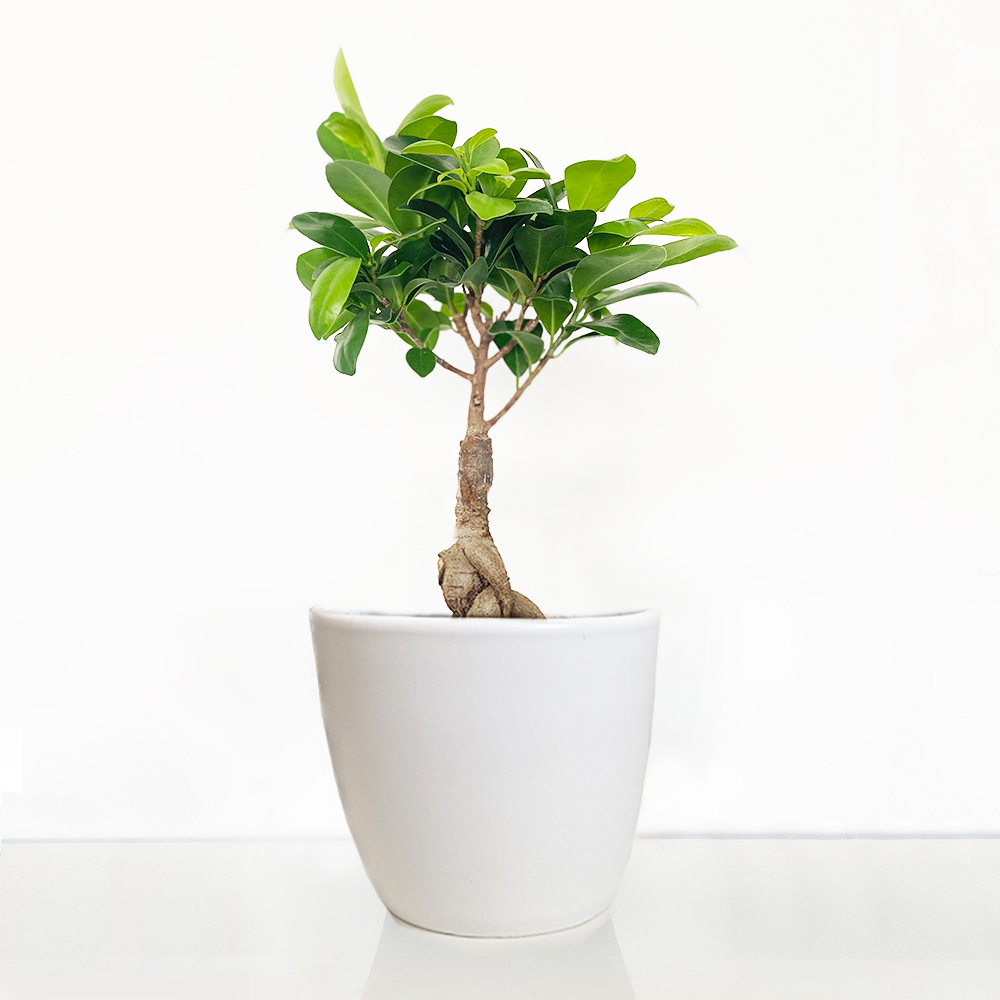 Ficus Ginseng Bonsai (30cm) | Small Bonsai Tree in Pot | Indoor Bonsai Plant | Beginner Bonsai Tree | Next Day House Plant Delivery - Blossoming Gifts