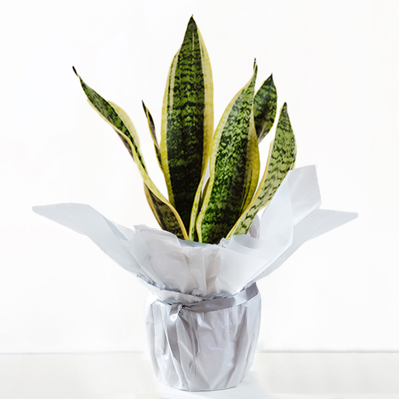Gift Wrapped Snake Plant | Green Plants | House Plants | Next Day Delivery - Blossoming Gifts