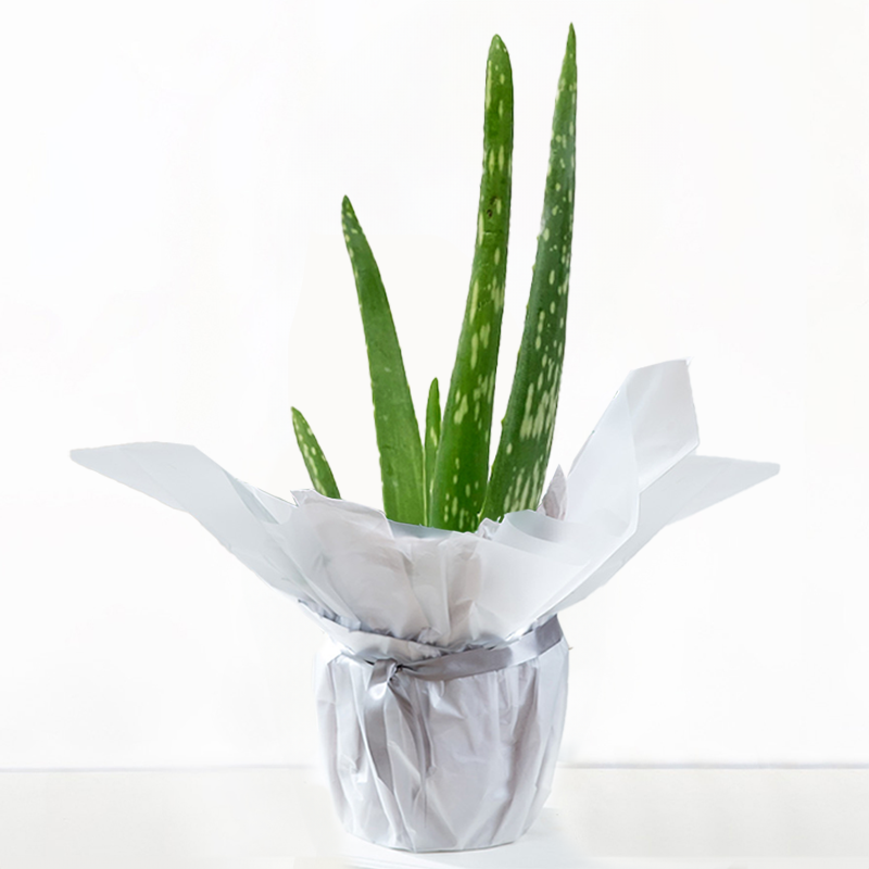 Gift Wrapped Aloe Vera Plant | Green Plants | House Plants | Next Day Delivery - Blossoming Gifts