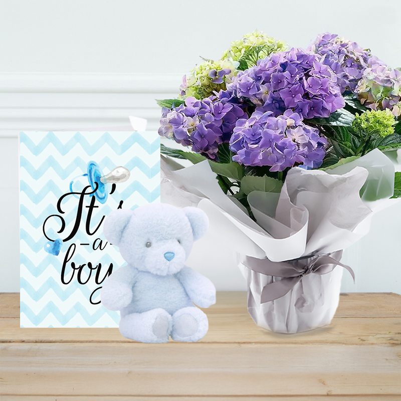 Blue Hydrangea, with Blue Bear & Baby Boy Card | New Baby Flowers & Gifts | Next Day Flower Delivery UK - Blossoming Gifts