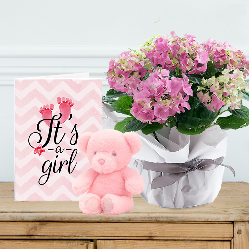 Pink Hydrangea, with Blue Bear & Baby Boy Card | New Baby Flowers & Gifts | Next Day Flower Delivery UK - Blossoming Gifts