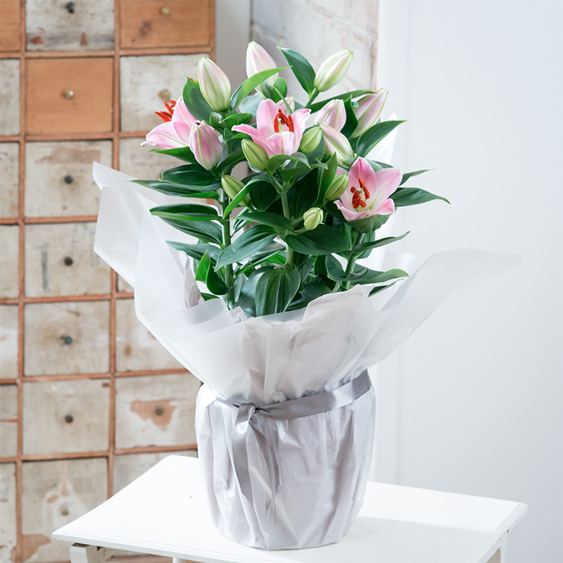 Gift Wrapped Pink Lily Plant | Next Day Plant Delivery | Stargazer Lily Indoor Plant | Blossoming Gifts