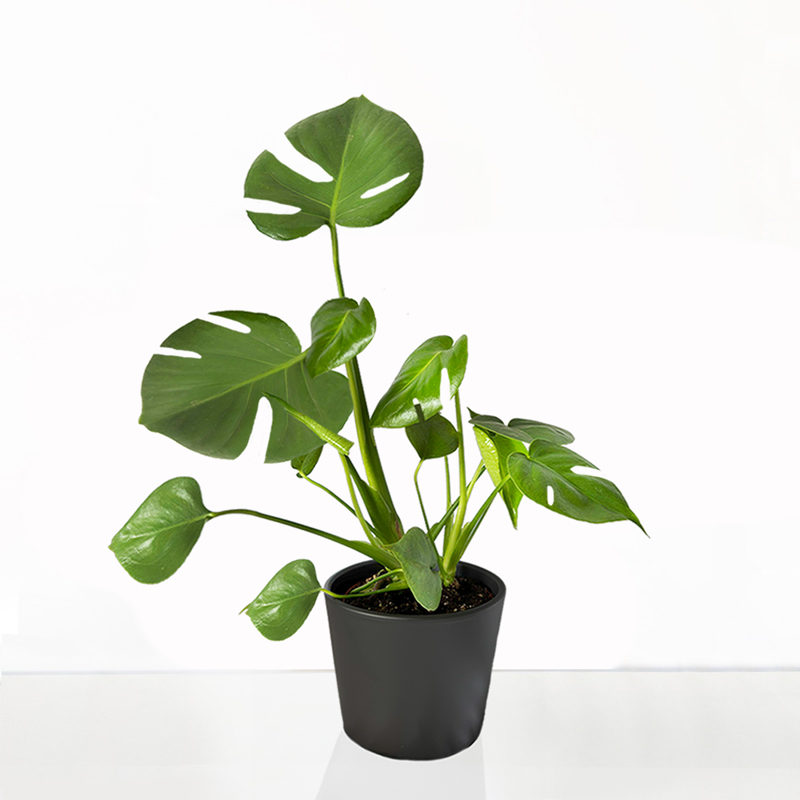 Monstera Adansonii in Ceramic Pot | Swiss Cheese House Plant | Tropical Indoor Monstera Plant | Next Day Plant Delivery - Appleyard London