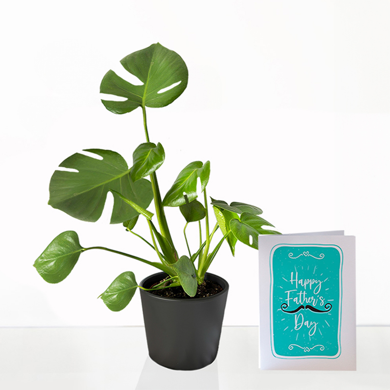 Monstera Adansonii Plant in Pot & Father's Day Card | Swiss Cheese House Plant | Tropical Indoor Monstera Plant | Next Day Plant Delivery - Appleyard