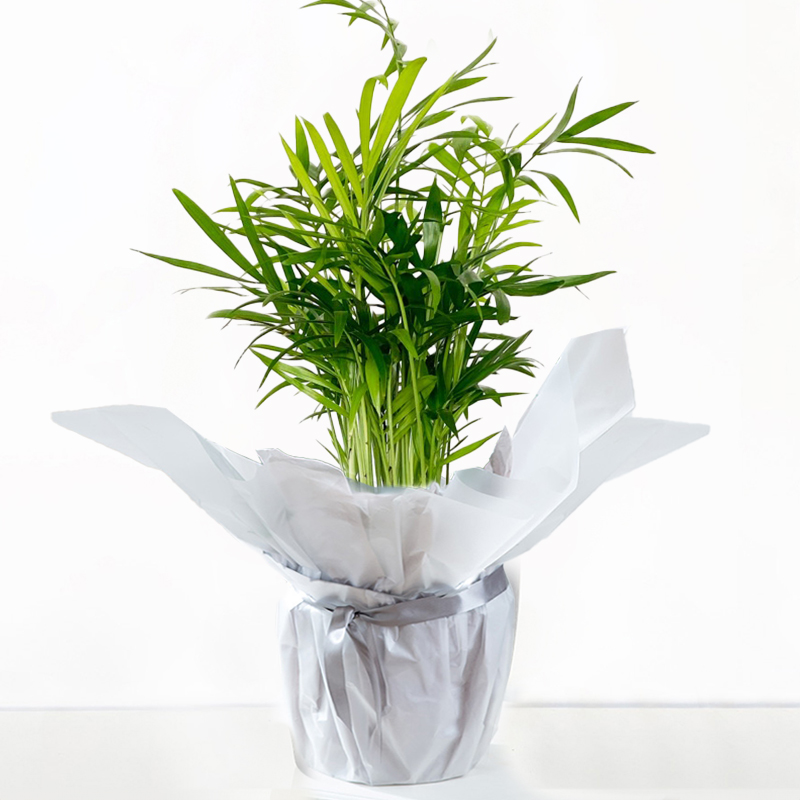 Gift Wrapped Parlour Palm | Green Plants | House Plants | Next Day Delivery - Blossoming Gifts