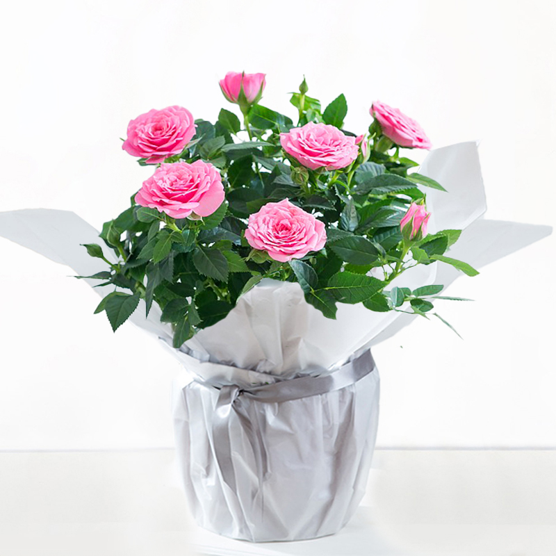 Gift Wrapped Pink Rose Plant | Rose Plants | Flowering Plants | Next Day Plant Delivery | Blossoming Gifts