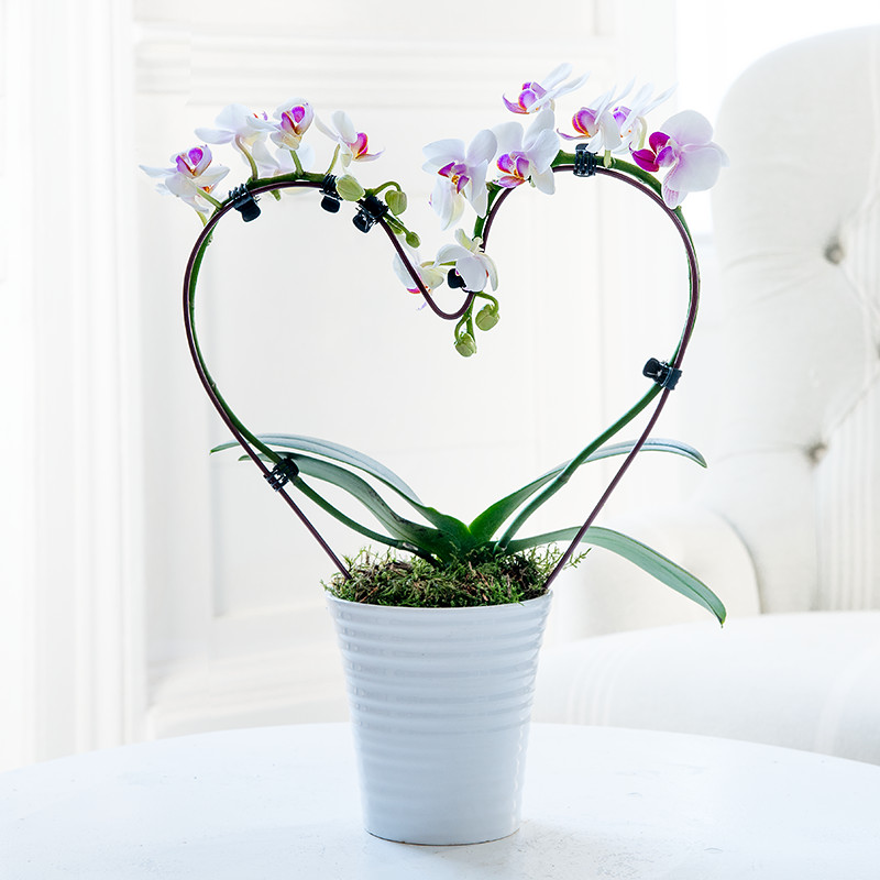 Heart Orchid Plant