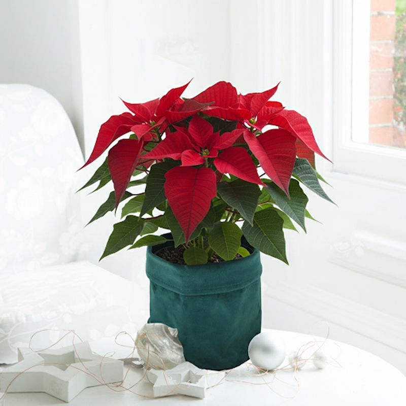 Christmas Poinsettia image