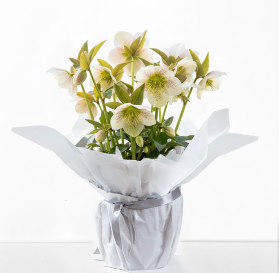 Christmas Hellebore Plant image