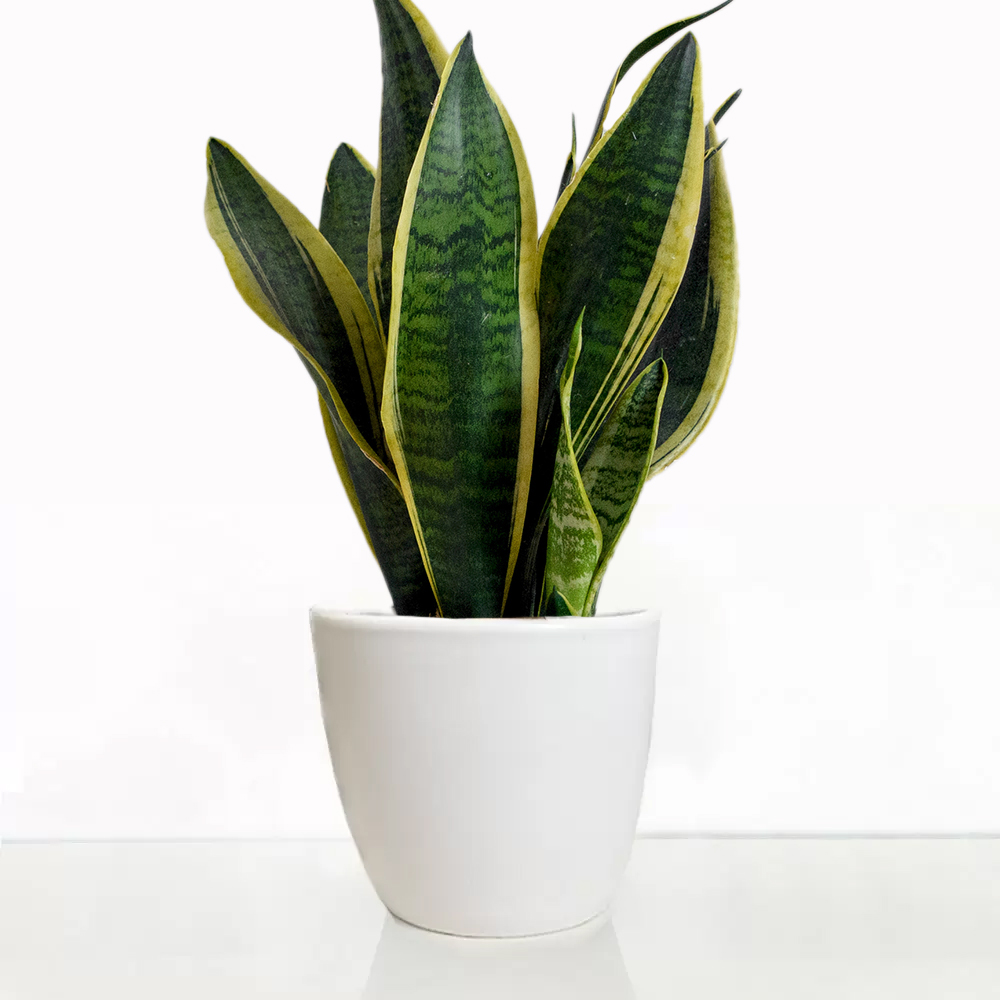 Snake Plant | House Plant | Dracaena Trifasciata House Plant | Succulents | Next Day Plant Delivery Nationwide | Blossoming Gifts