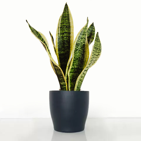 Snake Plant in Ceramic Pot | Dracaena Trifasciata House Plant | Succulent Plant | Next Day Plant Delivery - Appleyard London