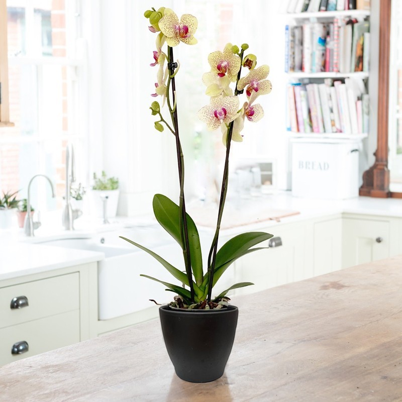 Orchid Subscription image