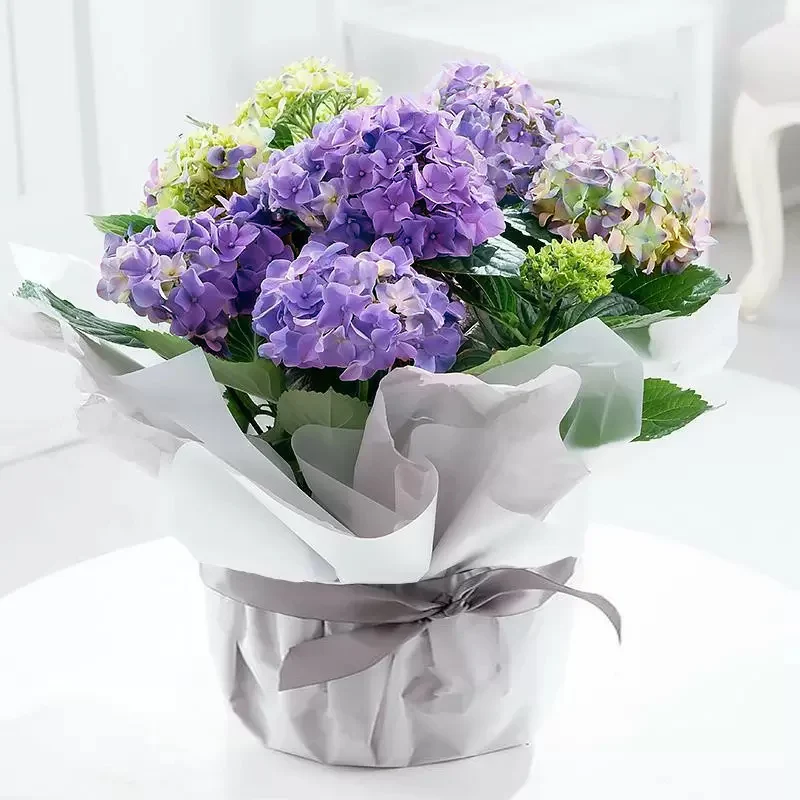 Gift Wrapped Blue Hydrangea Plant - Next Day Plant Gift Delivery UK - Blossoming Gifts